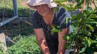 Frau mit gestreiftem Sonnenhut und gepunktetem Oberteil arbeitet in einem Garten mit Pflanzen und Beeren in Armenien