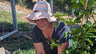 Woman wearing a striped sun hat and polka-dot top working in a garden with plants and berries in Armenia