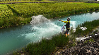 A man in a rice field practicing environmentally friendly rice cultivation on peatlands using organic fertilizers and lime to manage soil and water acidity.