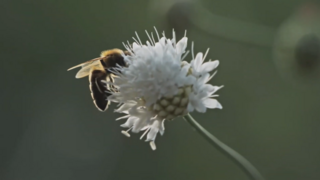 Thumbnail "What If Pollinators Disappeared?"