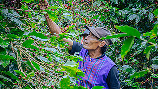 A farmer carefully hand-picks ripe coffee cherries among lush agroforestry coffee trees.