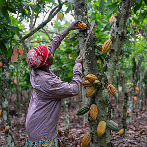 Image Cocoa bean harvest Project example