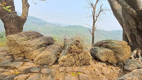 Geerntetes Zitronengras liegt in großen Bündeln am Feldrand.