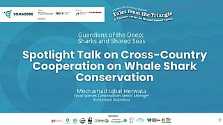 Video Thumbnail "Cross-Country Cooperation on Whale Shark Conservation"