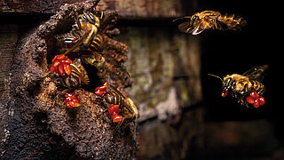 A close-up of Amazonian bees (Melipona eburnea) collecting resins and seeds.