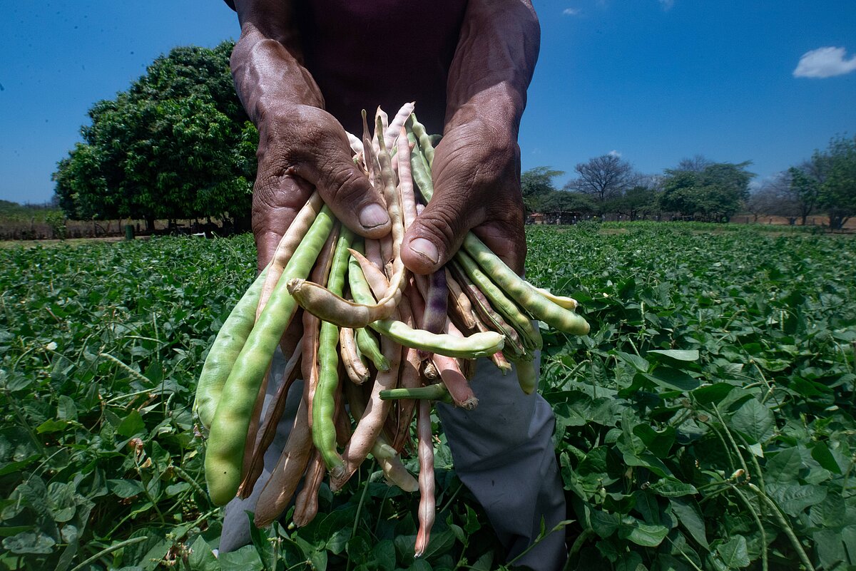 Wayuu: Klimaresilienz durch Agrobiodiversität in La Guajira