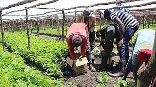 Eine Gruppe von Menschen arbeitet in einer schattigen Baumschule zusammen und verpackt junge grüne Setzlinge in Pappkartons, die von Reihen von Pflanzen unter einer Holzkonstruktion umgeben sind.