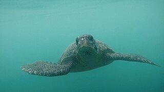 Eine Schildkröte unter Wasser
