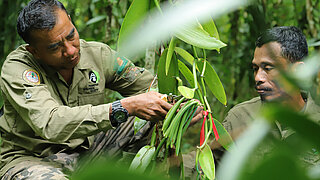 Person im work clothes cutting green vanilla pods on a plant in the forest