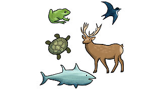 Fünf vom Aussterben bedrohte Tiere. Es sind bestimmte Tierarten von Kröte, Schildkröte, Vogel, Hirsch und Hai.