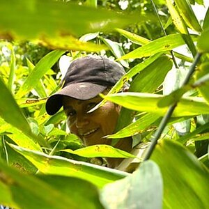 A person wearing a black cap looks through thick foliage. 