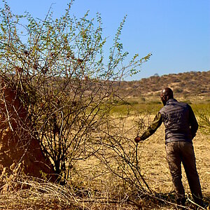 Ein Mann steht vor Busch-Vegetation in Namibia. 