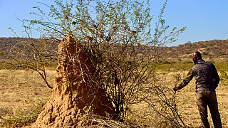 Ein Mann steht vor Busch-Vegetation in Namibia. 