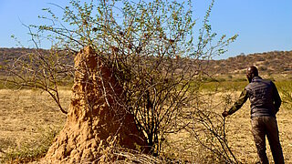 A man is standing in front of some shrubbery in Namibia. 