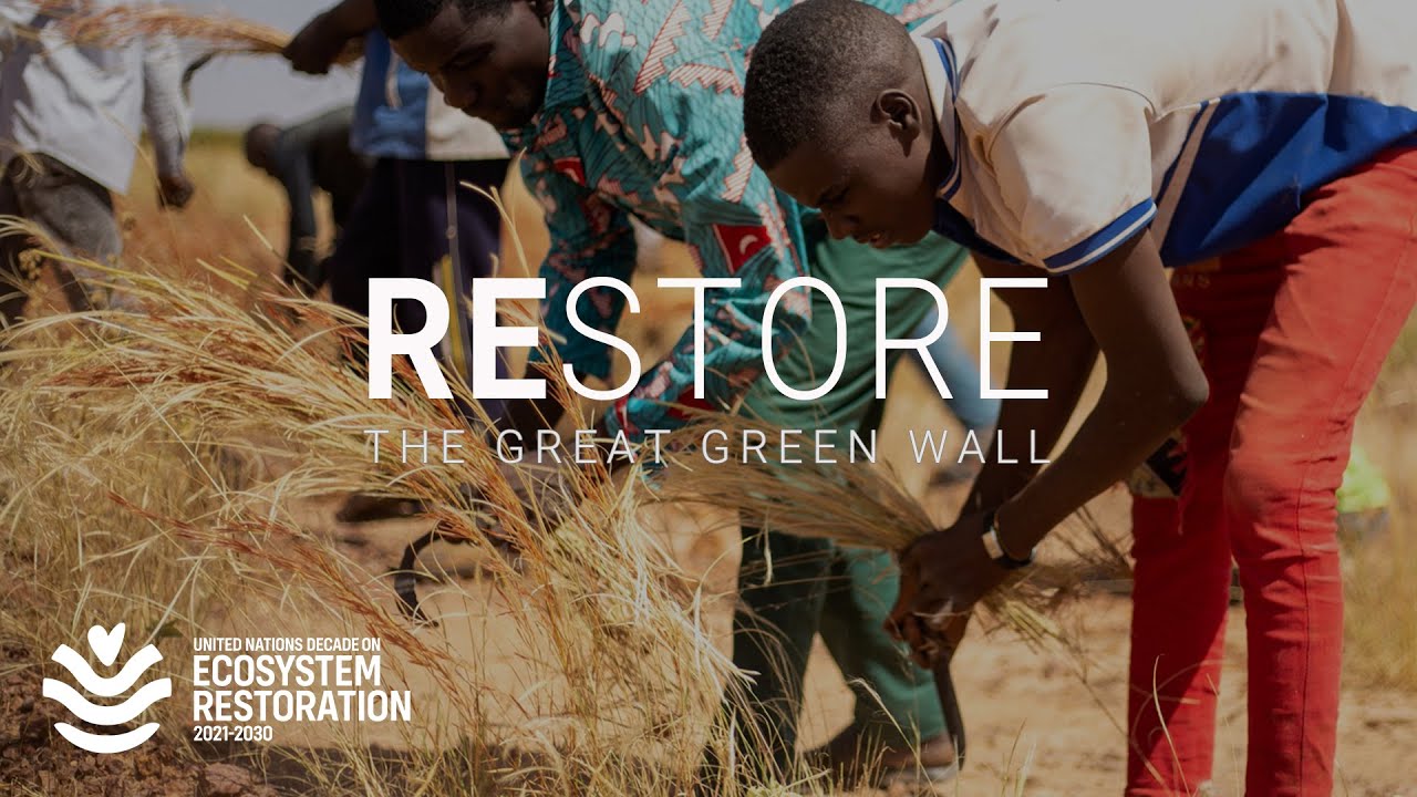 Community volunteers restoring dryland vegetation along Africa's Great Green Wall