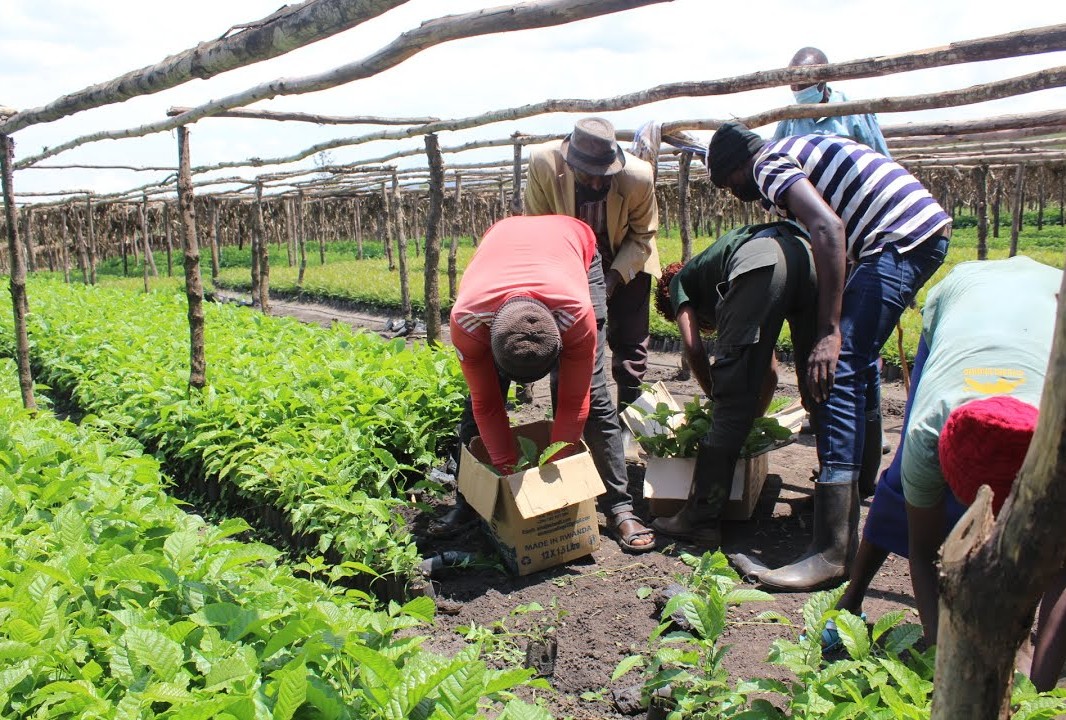 Transforming Eastern Province of Rwanda through restoration and ...