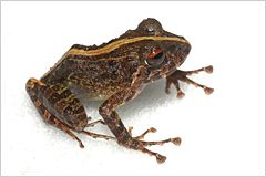 Ein Frosch 
Ein Frosch 