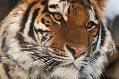 Head of a Siberian tiger
View of the Bikin river valley