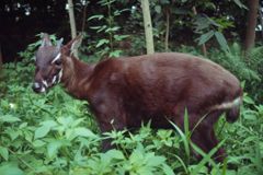 Ein Saola-Waldrind steht auf einer Wiese