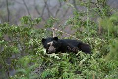 Ein Andenbär liegt in einem Baum auf einem Ast