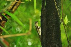 Eine Eidechse klettert Baum hoch