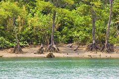 Wasser, Strand und Mangroven