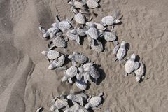 Kleine Schildkröten krabbeln durch den Sandt