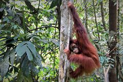 Orang-Utan hängt an Baumstamm