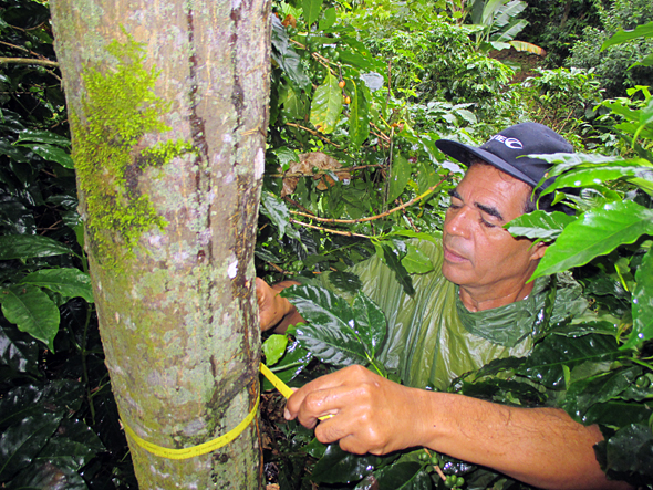 Person measuring tree trunk