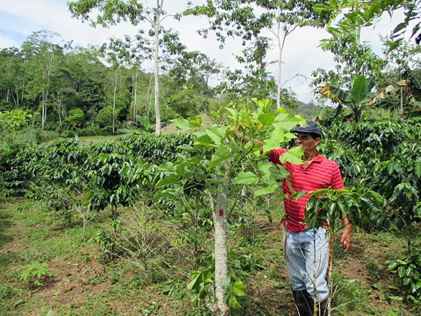 Person misst Baumhöhe