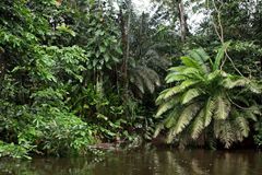 Flusslandschaft im Yasuni-Nationalpark.
