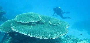 Taucher an Korallenriff 