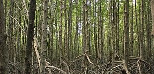 Mangrove forest