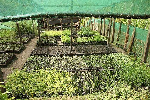 Die Baumschule in San Martin/Peru ermöglicht Bauern eigene Agroforstwirtschaftssysteme zu entwickeln. Foto: Michael Hüttner/IKI Baumschule