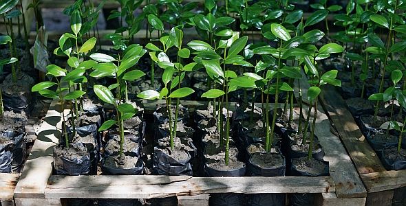 Mangrove plants in a row
