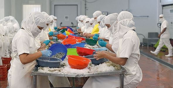 Cleaning of shrimps in a company