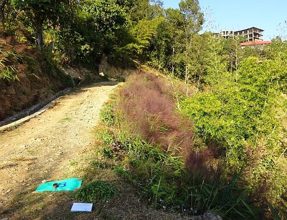 Amriso Grass on street