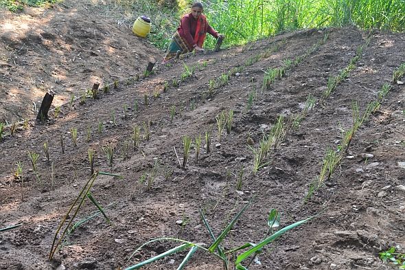test plots with planted grass
