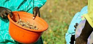 Eine Frau hält eine Schale mit Erbsen