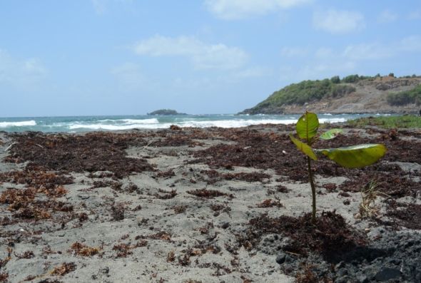 Kleine Mangrovenpflanze am Strand