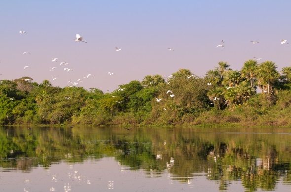 Die Pantanal-Region in Paraguay; Foto: Fabianus Fliervoet / WWF Paraguay Ein See mit Vögeln
