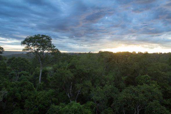 Mbaracayu-Naturschutzgebiet; Foto: Fabianus Fliervoet / WWF Paraguay Ausblick auf Wald in der Dämmerung