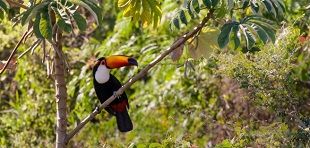 Ein Papagei sitzt auf einem Baum
