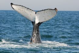 Tail fin of humpback whale