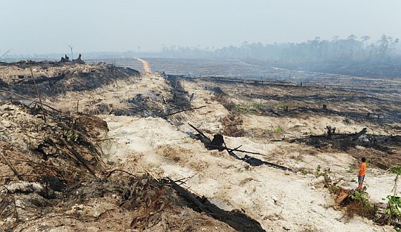 Eine zuvor bewaldete Ebene, die nun durch Brandrodung für den Anbau von Ölpalmen von verkohlten Baumstümpfen und weißer Erde übersät ist; Foto: Christof Krackhardt 