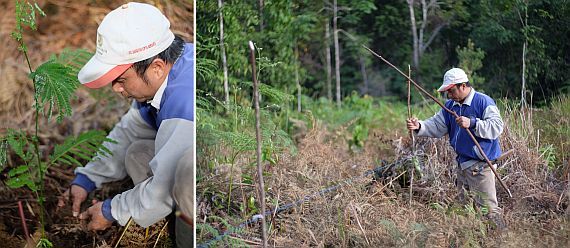 Der Kleinbauer Jonie pflanzt einen Sengon-Setzling ein (linkes Bild) und misst mit Markierungsstöcken und Faden den optimalen Abstand für die Setzlinge ab (rechtes Bild); Foto: Fairventures