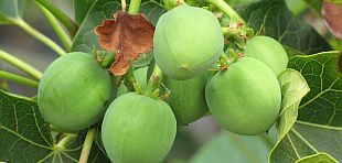 Zwei Arbeiter mit Schutzhelömen stehen auf einer Solardachanlage und säubern sie mit Wasser und Wischer.