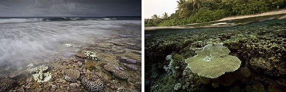 Korallenriffe sind ein wichtiger Teil der ersten Küstenschutzlinie. Fotos: © Nick Hall/TNC Collage von zwei Aufnahmen von unterschiedlichen Korallen, einmal über Wasser und einmal unter Wasser aufgenommen. Korallenriffe sind ein wichtiger Teil der ersten Küstenschutzlinie. Fotos: © Nick Hall/TNC