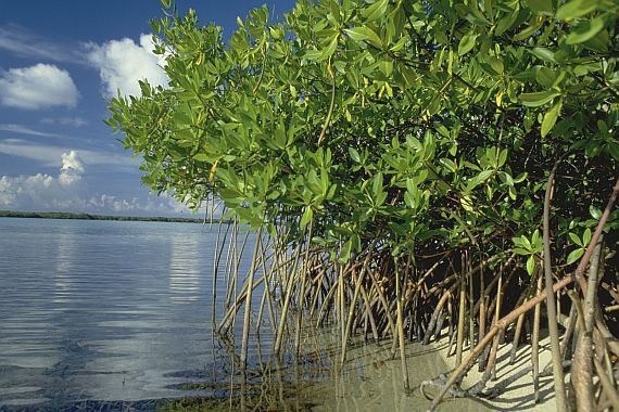 Rote Mangroven stehen in seichtem Wasser auf den Cayman Islands, Karibik. Foto: Nancy Sefton/ TNC.