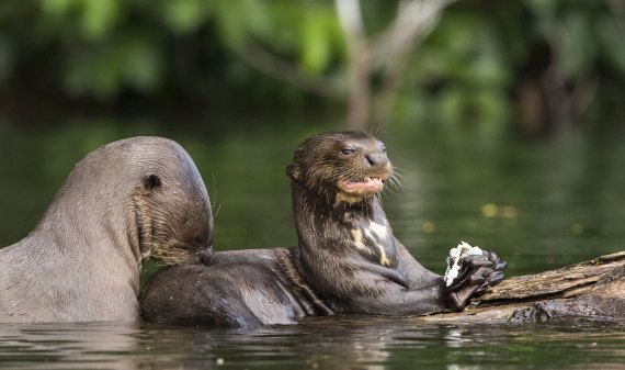 Zwei Otter auf einem Stück Holz in einem Fluss. Der Riesenotter ist der größte Vertreter der Familie der Marder, er bewohnt den Amazonas und lebt in kleinen Gruppen. Manu Biosphärenreservat, Peru. Foto: Daniel Rosengren/ZGF.
